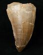 XL Mosasaur (Prognathodon) Tooth #16155-1